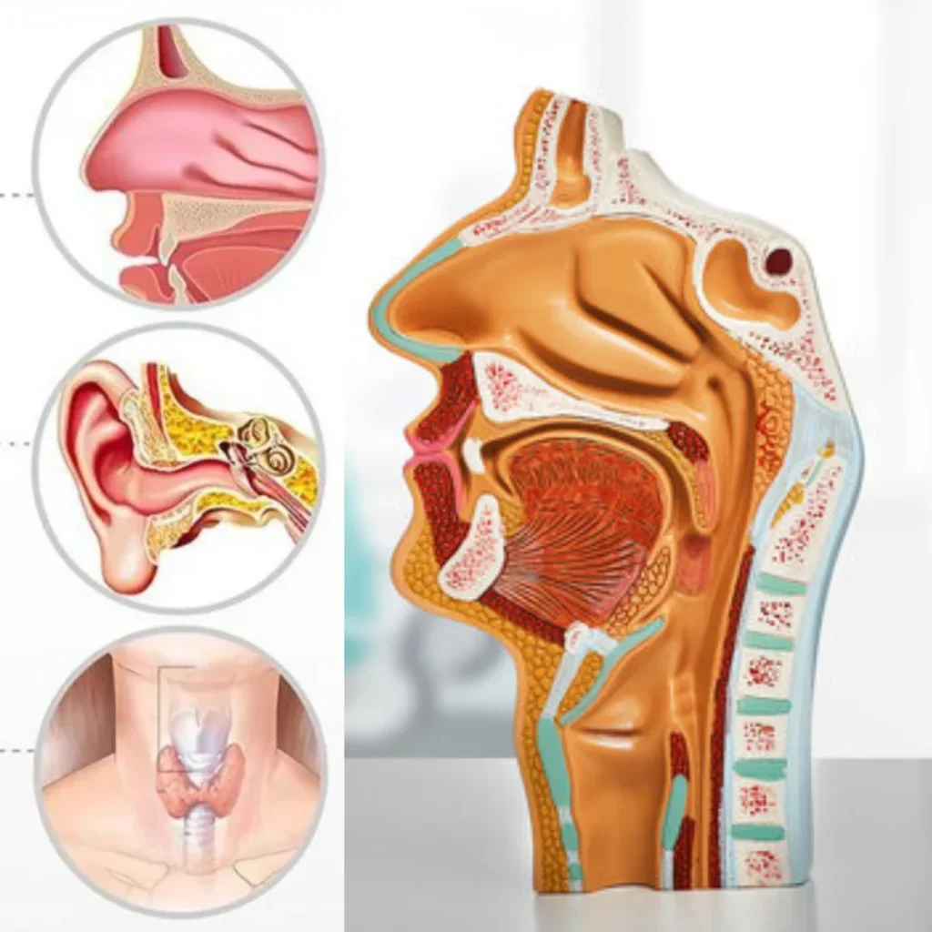 EVANI-HOSPITAL-ENT-Ear-Nose-Throat-Care